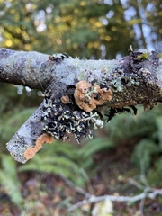 Aleurodiscus amorphus