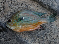 Lepomis aquilensis