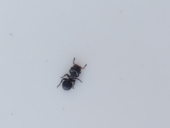 Cephalotes pusillus