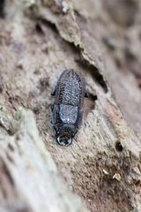 Erichius caelatus