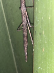 Libethra