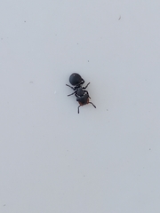 Cephalotes pusillus
