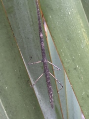 Libethra