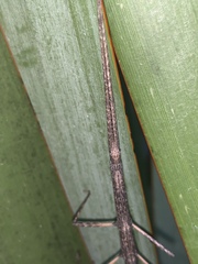 Libethra