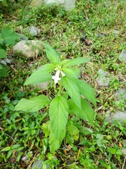 Sesamum indicum