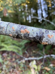 Aleurodiscus amorphus