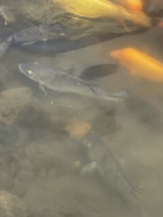 Sarotherodon melanotheron