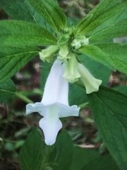 Sesamum indicum