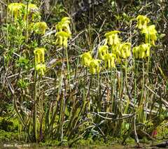 Sarracenia flava