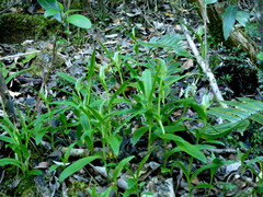 Pterostylis areolata
