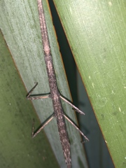 Libethra