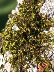 Sematophyllum subpinnatum