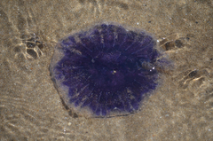 Cyanea lamarckii