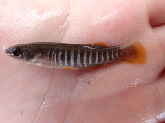 Fundulus pulvereus