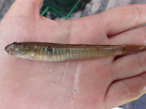 Highfin Goby (Gobionellus oceanicus) — Gobiidae