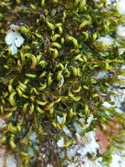 Sematophyllum subpinnatum