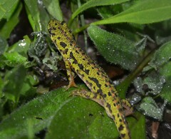 Triturus pygmaeus