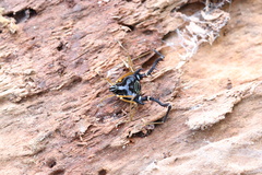 Sadocus asperatus