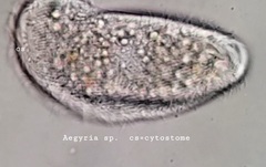 Aegyria rostellum