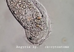 Aegyria rostellum