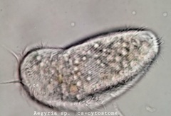 Aegyria rostellum
