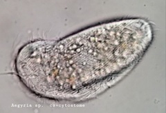 Aegyria rostellum