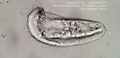 Aegyria rostellum