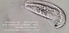 Aegyria rostellum