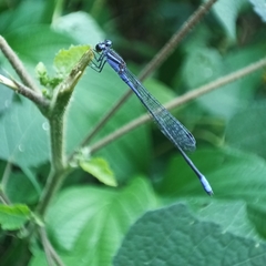 Coenagrionidae