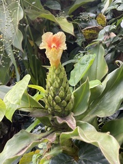 Costus guanaiensis macrostrobilus