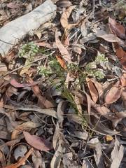 Platysace ericoides