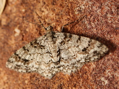 Myrioblephara desumpta