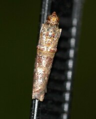 Hypargyria metalliferella