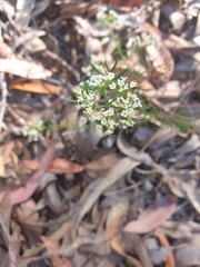 Platysace ericoides