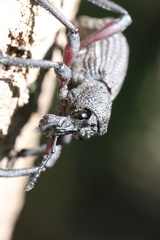 Aegorhinus suturalis