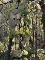 Aristolochia macrophylla