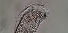 Aegyria rostellum
