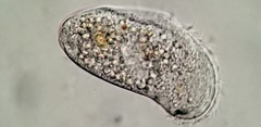 Aegyria rostellum