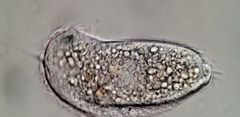 Aegyria rostellum
