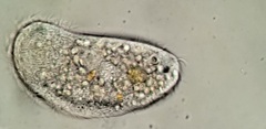 Aegyria rostellum