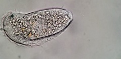 Aegyria rostellum