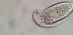 Aegyria rostellum