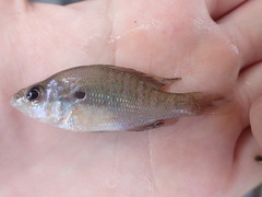 Lepomis humilis