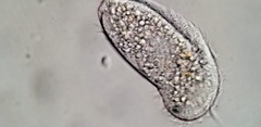 Aegyria rostellum