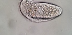 Aegyria rostellum