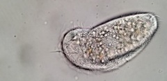 Aegyria rostellum