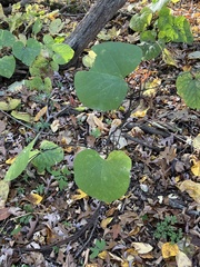Aristolochia macrophylla