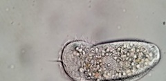 Aegyria rostellum