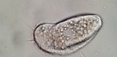 Aegyria rostellum