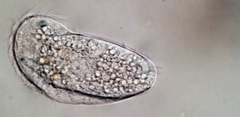 Aegyria rostellum